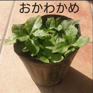 オカワカメの苗 5株(野菜)