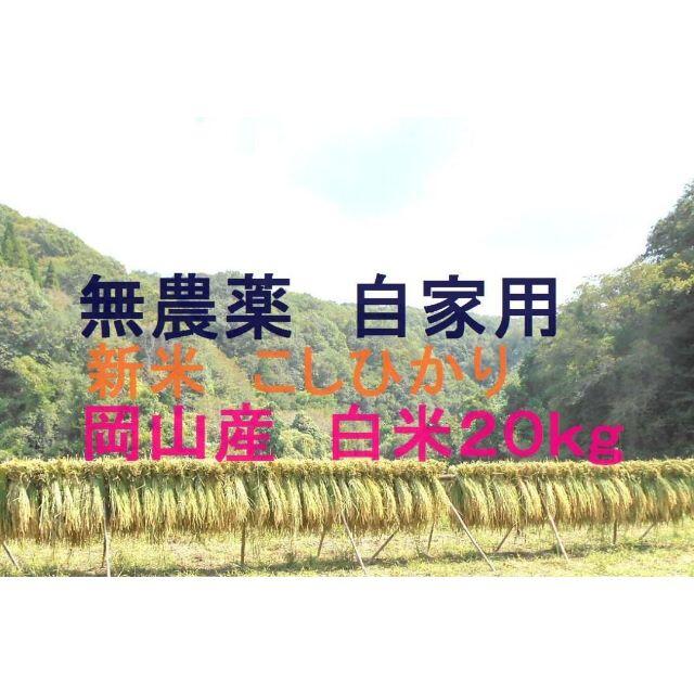 米/穀物■令和３年新米　コシヒカリ 白米 ２０キロ岡山県棚田ポッンと一軒家おまけ付