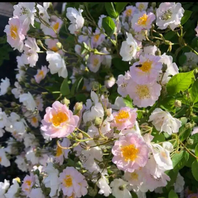 ✴️ ももいろ野薔薇　苗　✴️ ハンドメイドのフラワー/ガーデン(その他)の商品写真