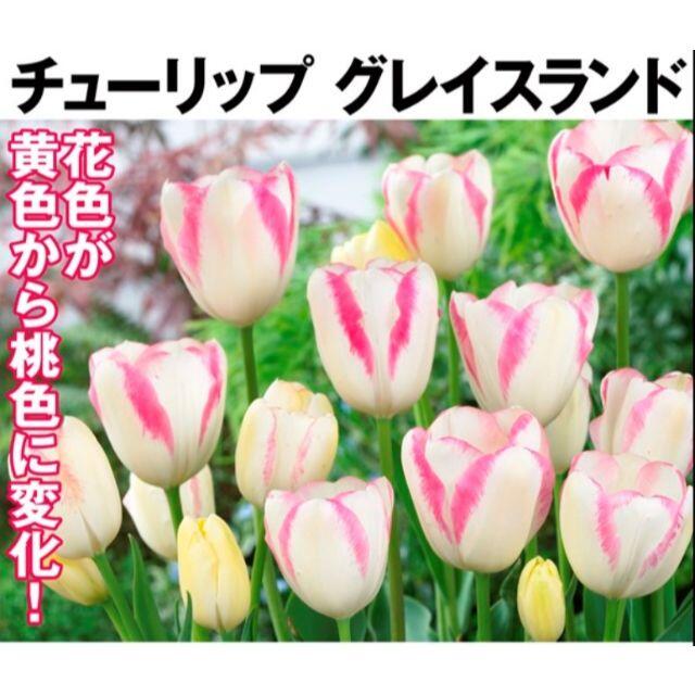 91%OFF!】 チューリップ様専用 フォーマル