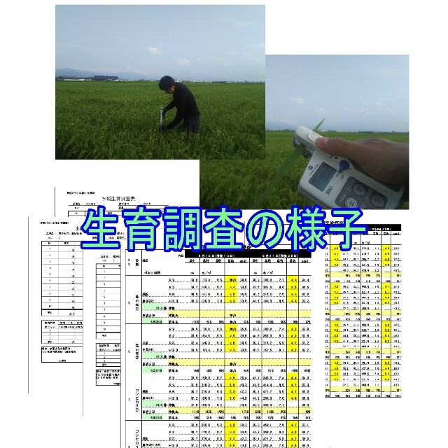 めしだけでうまい。　令和三年産米　 山形県産　雪若丸 （特別栽培米＆大粒選別）※ 食品/飲料/酒の食品(米/穀物)の商品写真