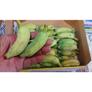 旬です！無農薬 絶品　小さいアップルバナナ　コンパクトにぎっしり！(フルーツ)