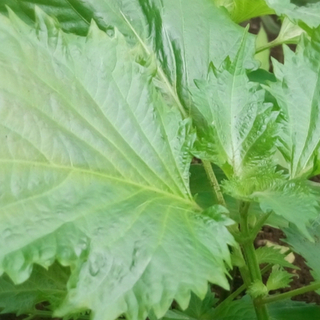 青紫蘇(大葉)の種(その他)