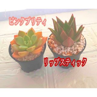 ピンクプリティ&リップスティック　育てやすい多肉植物　(プランター)