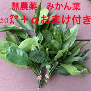 無農薬みかんの葉　アゲハ蝶餌(虫類)