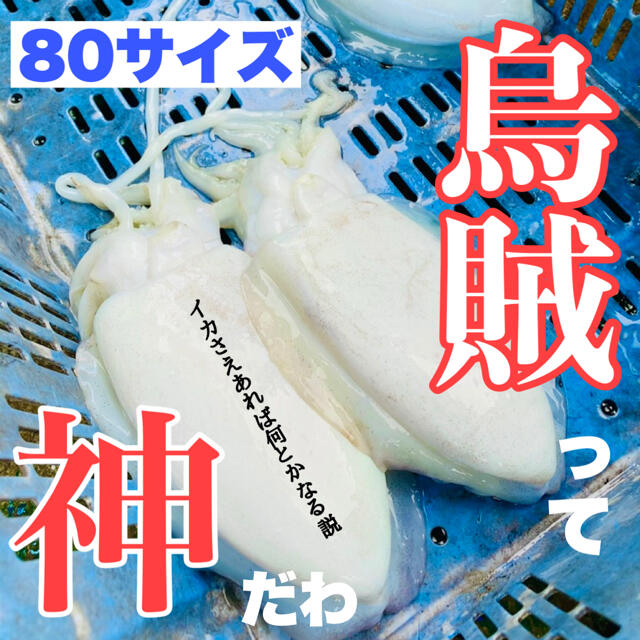 【????完売????】愛媛 今治産 イカ  烏賊  詰め合わせ  鮮魚 3キロ前後魚介