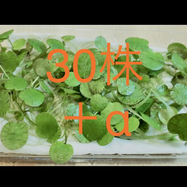 激安セール】 全国送料無料 日本動物薬品 ノンノイズ S500 日本製 激安セール】 全国送料無料 日本動物薬品 ノンノイズ S500 日本製