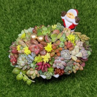 ❀そのまま飾れる多肉植物寄せ植え❀Xmas🎅両手上げ(その他)