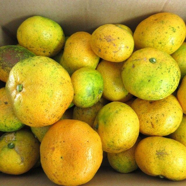 みかん 10kg🍊ご家庭用 訳あり 不選別 湯河原みかん 10キロ. 食品/飲料/酒の食品(フルーツ)の商品写真