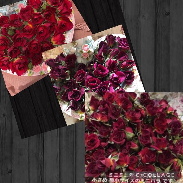 sea riry‥❤︎様専用★ミニ薔薇&ミニミニ薔薇★各１セット‥20輪+2輪付 ハンドメイドのフラワー/ガーデン(ドライフラワー)の商品写真