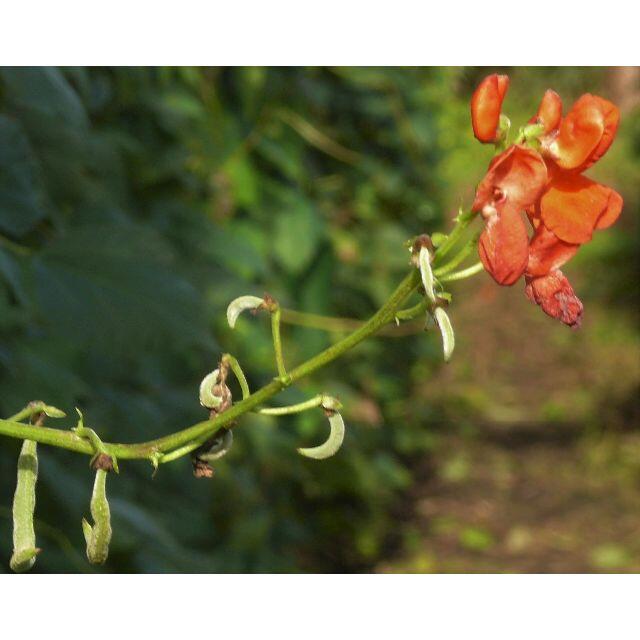 ２０２１年度北海道産紫花豆２ｋｇ 食品/飲料/酒の食品(野菜)の商品写真