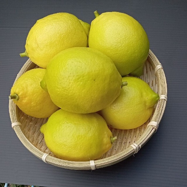 （無農薬）レモン→　１.５kg 食品/飲料/酒の食品(フルーツ)の商品写真