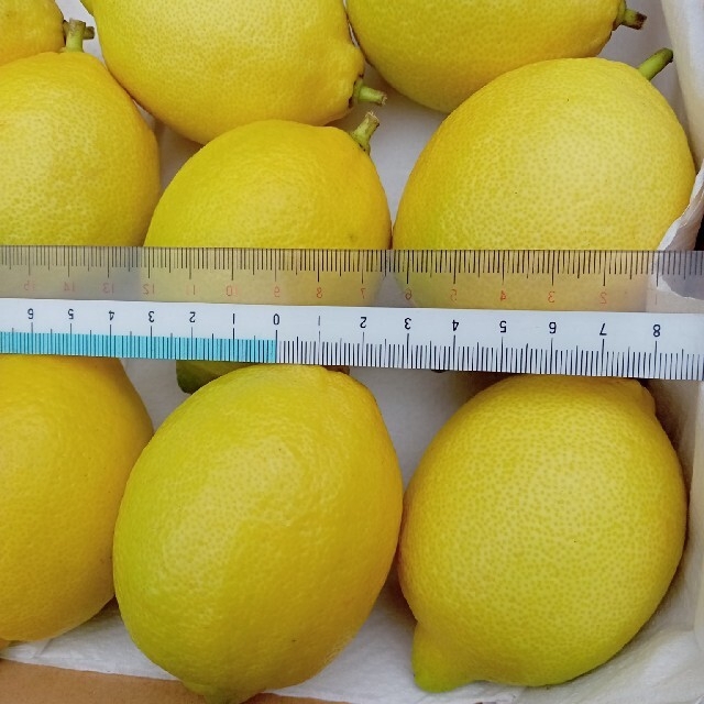 （無農薬）レモン→　１.５kg 食品/飲料/酒の食品(フルーツ)の商品写真