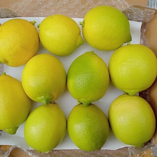 （無農薬）レモン→　１.５kg(フルーツ)