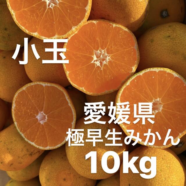 愛媛県産 極早生みかん 柑橘 10kg