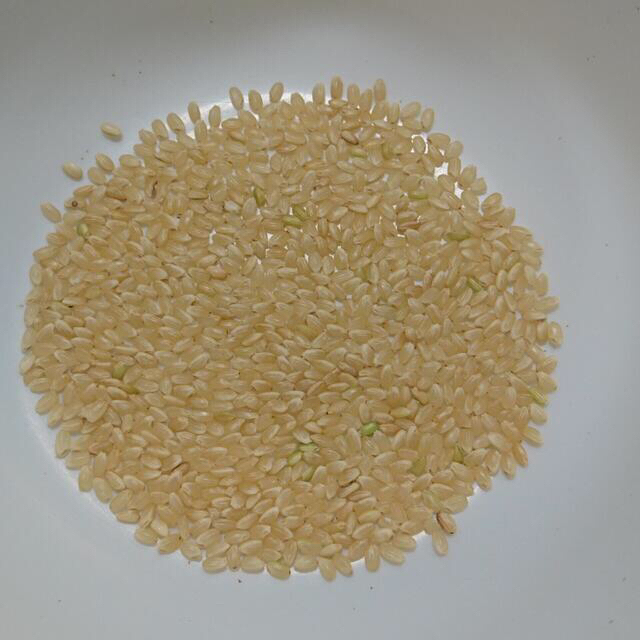 ◇限定Special Price 自然栽培 玄米 23kg コシヒカリ 米 | www.mkc.mk