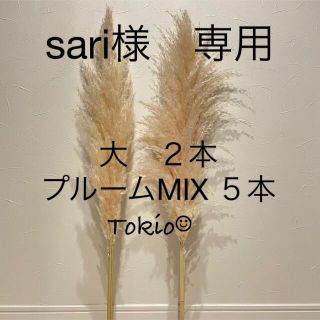 パンパスグラス　大サイズ 白 アイボリー(ドライフラワー)