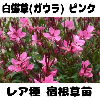 【宿根草苗】人気種！白蝶草(ガウラ) ピンク(プランター)