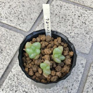 【 多肉植物 】 ハオルチア オブツーサ 仔株3つ(その他)