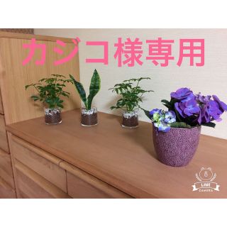 有田焼　昇龍窯　銘々皿付土瓶茶器揃 フォーク付 5客セット　すずらん(食器)