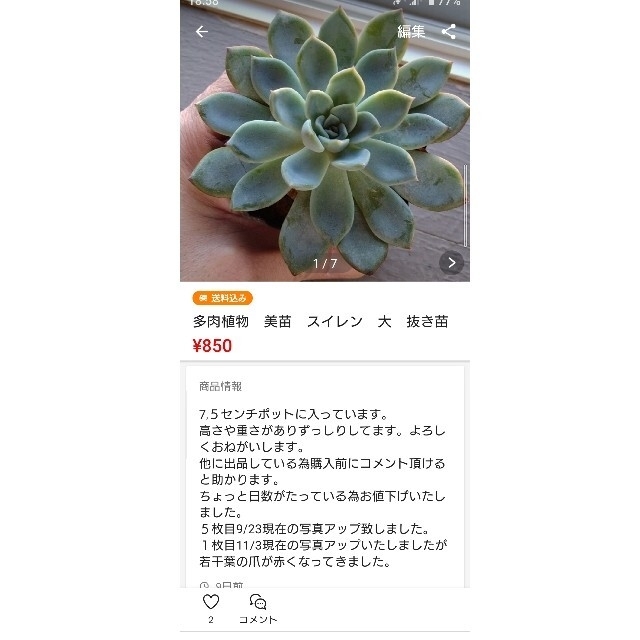 イチオシ 紫葉 様 専用ページ www.laessa.fr