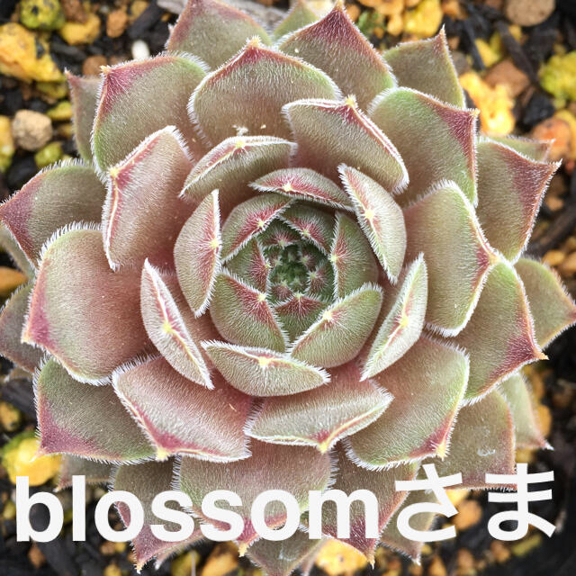 blossom様専用センペルビウム５種多肉植物 ハンドメイドのフラワー/ガーデン(その他)の商品写真