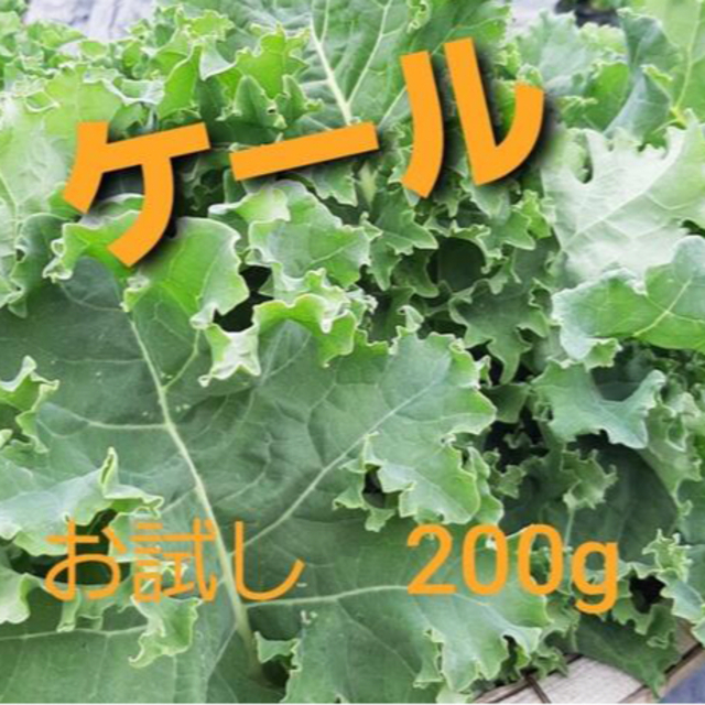 ケール　イタリア野菜　無農薬　200g  (受注後摘み採り) 食品/飲料/酒の食品(野菜)の商品写真