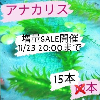 【増量SALE中】アナカリス10本→15本(アクアリウム)