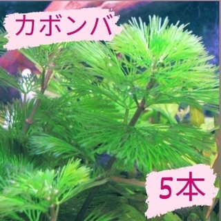 【限定販売 2/4 】カボンバ5本(アクアリウム)