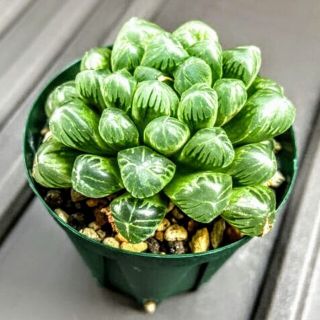 ハオルチア　多肉植物　おうち時間(ヘアパック/ヘアマスク)