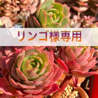 リンゴ様専用 多肉植物(その他)