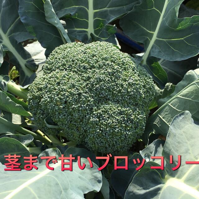 野菜BOX  BIGサイズ 食品/飲料/酒の食品(野菜)の商品写真