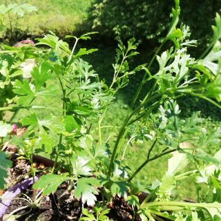 イタリアンパセリの種(野菜)