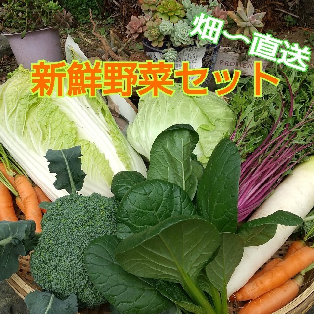 新鮮野菜 コンパクトBOXいっぱいの野菜セット 野菜詰め合わせ　農薬不使用 食品/飲料/酒の食品(野菜)の商品写真