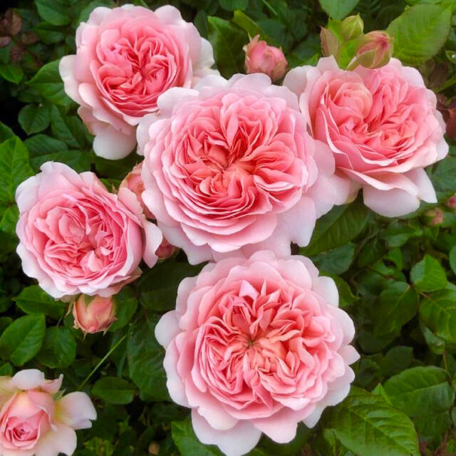 期間限定割引L 薔薇☆レア☆ピンク☆四季咲き☆薔薇苗☆セレブレティーニ☆挿し木苗☆バラ苗 写真名入れ対応-花、ガーデニング,苗 - www.writeawriting.com 期間限定割引L 薔薇☆レア☆ピンク☆四季咲き☆薔薇苗☆セレブレティーニ☆挿し木苗☆バラ苗 写真名入れ対応-花、ガーデニング,苗 - www.writeawriting.com