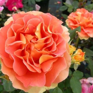 薔薇 ブラスバンド オレンジ 強健 四季咲き 薔薇苗 挿し木苗 バラ ...