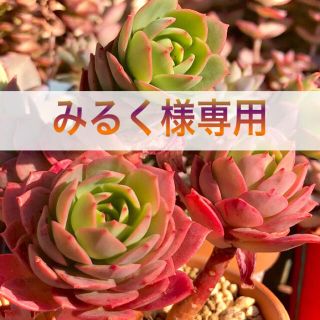 みるく様専用 多肉植物(その他)