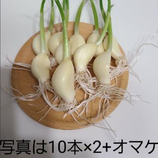 スプラウトニンニク　発芽ニンニク　20粒+オマケ数粒(野菜)