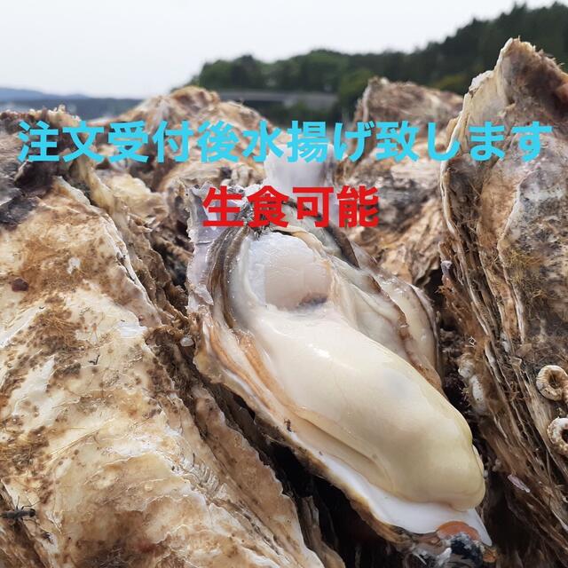 南三陸志津川産　漁師直送　生食可　真牡蠣4kg 送料込み　注文受付後水揚げ！