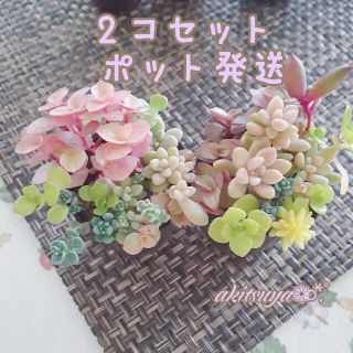 きゅぴ様 2個セット 多肉植物 ポットごと発送  根付き パープルヘイズ (その他)