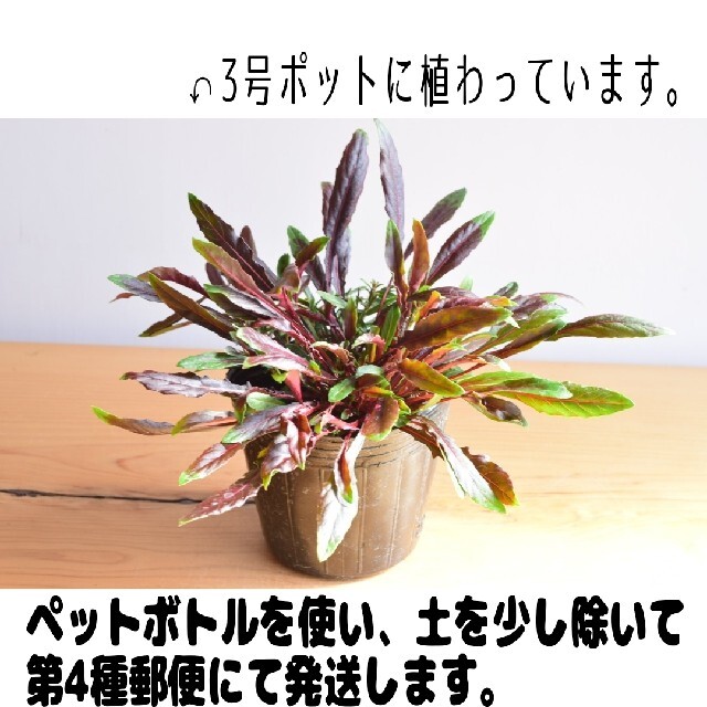 【宿根草苗】白蝶草(ガウラ) ピンク ハンドメイドのフラワー/ガーデン(プランター)の商品写真