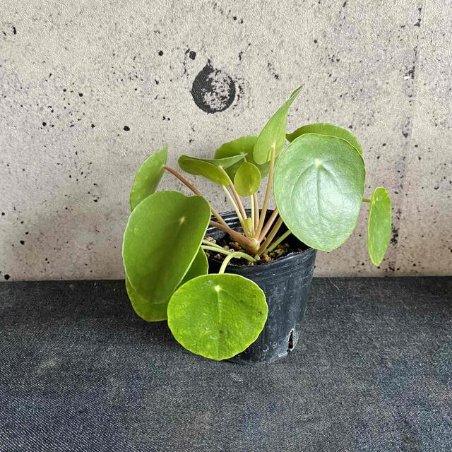 パンケーキプランツ『ピレア・ペペロミオイデス』1ポット　※送料込み ハンドメイドのフラワー/ガーデン(その他)の商品写真