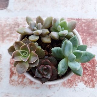 【多肉植物】ちび苗５種類セット　ちま寄せ植えに💕　抜き苗(その他)