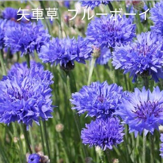 矢車草ブルーボーイ  種子  40粒  花種(その他)