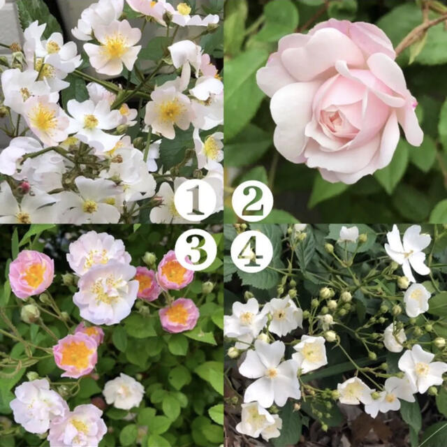 ✴️ お好きな野薔薇をお選び頂けます　挿し穂セット　✴️ ハンドメイドのフラワー/ガーデン(その他)の商品写真