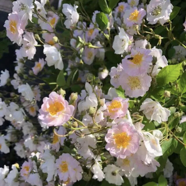 ✴️ お好きな野薔薇をお選び頂けます　挿し穂セット　✴️ ハンドメイドのフラワー/ガーデン(その他)の商品写真