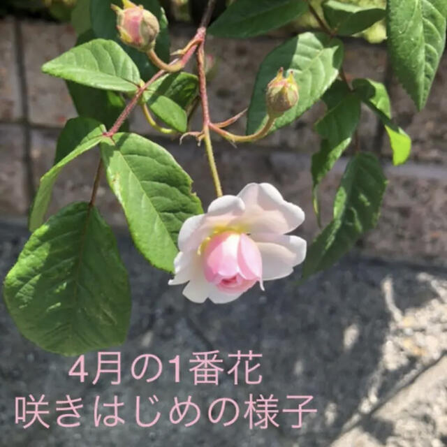 ✴️ お好きな野薔薇をお選び頂けます　挿し穂セット　✴️ ハンドメイドのフラワー/ガーデン(その他)の商品写真