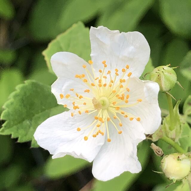 ✴️ お好きな野薔薇をお選び頂けます　挿し穂セット　✴️ ハンドメイドのフラワー/ガーデン(その他)の商品写真