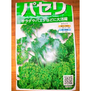 パセリ「瀬戸パラマント」の種　約100〜200粒　有効期限2022年5月(野菜)