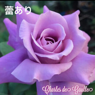 四季咲きバラ苗　大輪　青紫色  強香(その他)